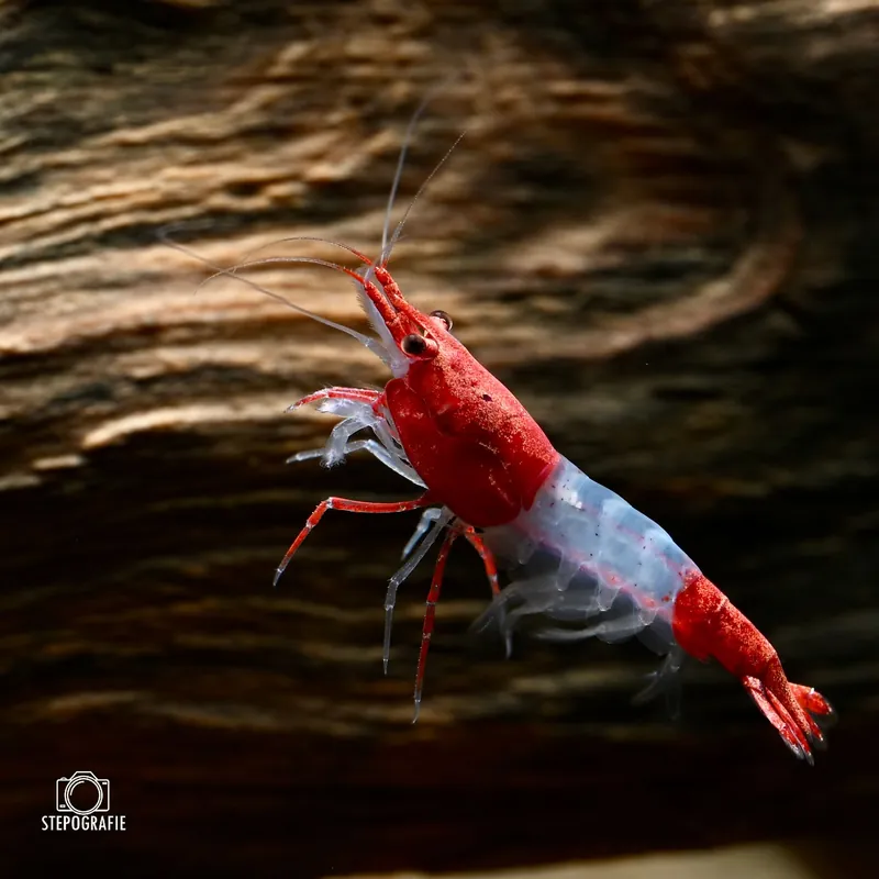 Rote Rili Garnele (Neocaridina davidi) Nur Heute
